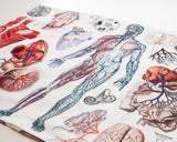 Human Anatomy Printed Tea Towel